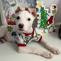 Thumbnail photo of Bear #1