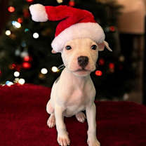 Thumbnail photo of Willow #3