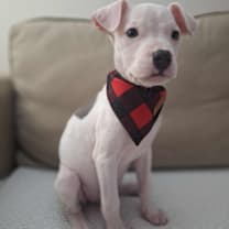 Thumbnail photo of Willow #4