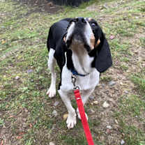 Thumbnail photo of Bones #2