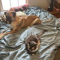 Thumbnail photo of Dominia #3