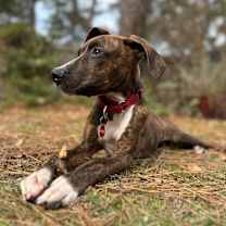 Thumbnail photo of Gates #3