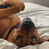 Thumbnail photo of Sybil #4