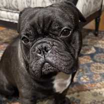 Thumbnail photo of Lambo #1