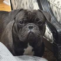 Thumbnail photo of Lambo #2