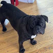 Thumbnail photo of Lambo #3