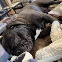 Thumbnail photo of Lambo #4