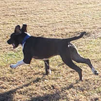 Thumbnail photo of Peter Scoobert #2