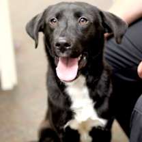 Thumbnail photo of Leonardo #1