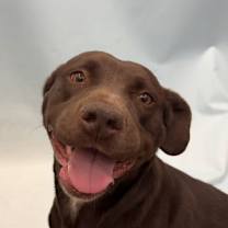 Thumbnail photo of Ruby Bell #3