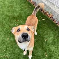 Thumbnail photo of Mufasa #2