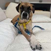 Thumbnail photo of Dominia #1