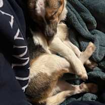 Thumbnail photo of Toby #4