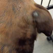 Thumbnail photo of Buddy #2