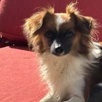 Thumbnail photo of Furby #1