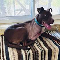 Thumbnail photo of Windstar #4