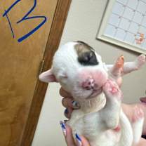 Thumbnail photo of puppy1_2 #3