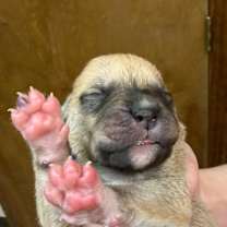 Thumbnail photo of puppy1_2_3_4_5_6 #4