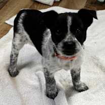 Thumbnail photo of Freya #1