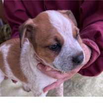 Thumbnail photo of Finn *Adoption Pending* #2