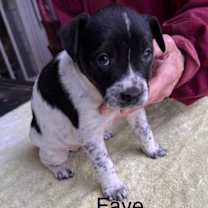 Thumbnail photo of Faye *Adoption Pending* #2