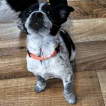 Thumbnail photo of Freya #4