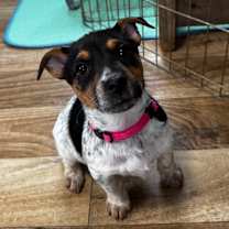 Thumbnail photo of Farah #4