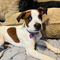 Thumbnail photo of Ollie #1