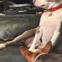 Thumbnail photo of Koda #3