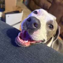 Thumbnail photo of Koda #4