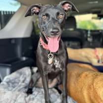 Thumbnail photo of Onyx #1