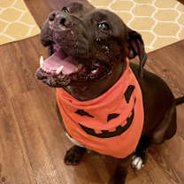 Thumbnail photo of Ace #4