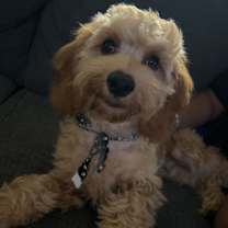 Thumbnail photo of Zeus #2