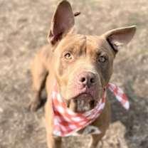 Thumbnail photo of Cupid HW+ #1