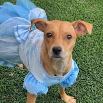 Thumbnail photo of Royal #4