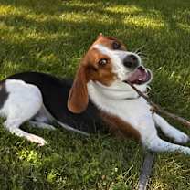 Thumbnail photo of Lalo #3