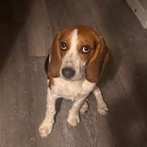 Thumbnail photo of Lalo #4