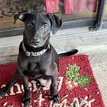 Thumbnail photo of Zadiel / ZZ Hopps #1