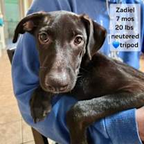 Thumbnail photo of Zadiel / ZZ Hopps #2