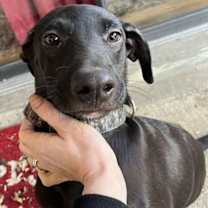 Thumbnail photo of Zadiel / ZZ Hopps #3