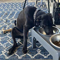 Thumbnail photo of Zadiel / ZZ Hopps #4