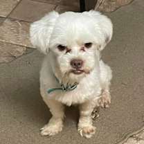 Thumbnail photo of Chester #3