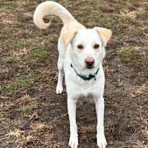 Thumbnail photo of Mara #1