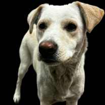 Thumbnail photo of Mara #3