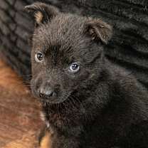 Thumbnail photo of Juneau #1