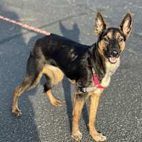 Thumbnail photo of Laika #2