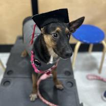 Thumbnail photo of Laika #3