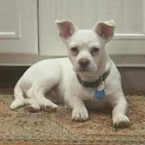 Thumbnail photo of Calvin #1