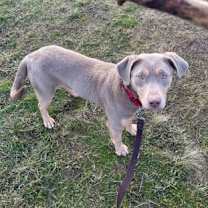 Thumbnail photo of Buffy #3