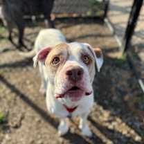 Thumbnail photo of Tuco #1